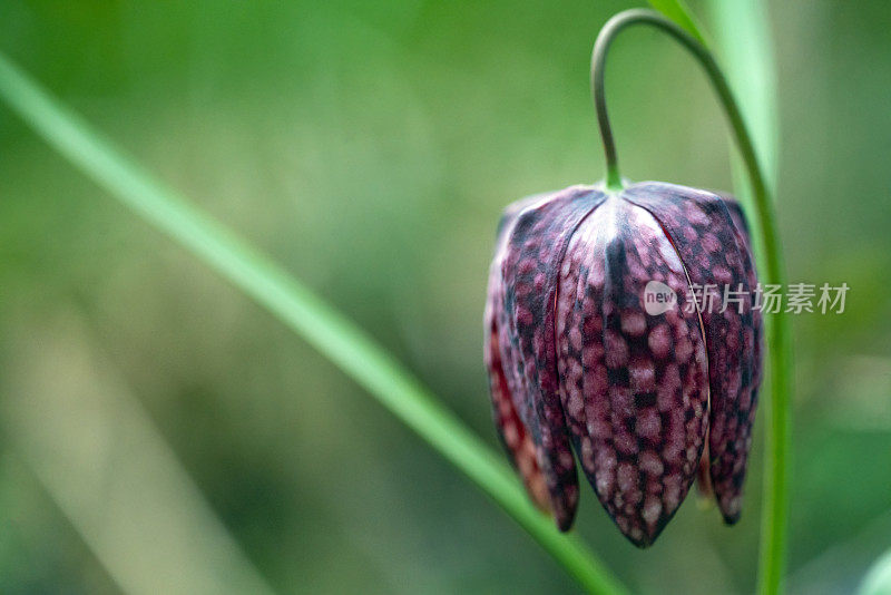 蛇头贝母(Fritillaria meleagris)在其自然环境，沼泽，模糊的背景